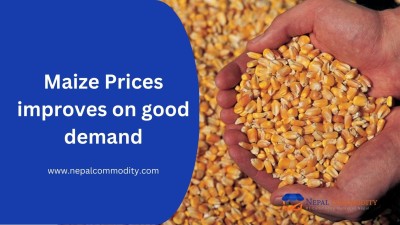 Maize Prices improves on good demand